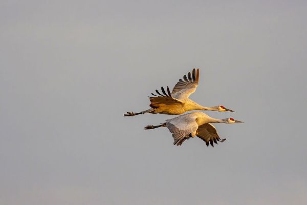 New Mexico-Bosque del Apache National Wildlife Reserve Sandhill crane pair flying